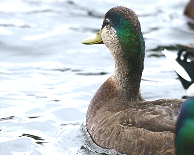 nature tales and camera trails: American Black Duck x Mallard Hybrid